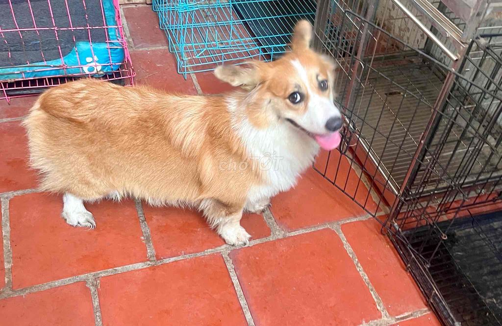 ❤️CORGI CÁI TƠ CHƯA SINH SẢN NGOAN HIỀN ❤️