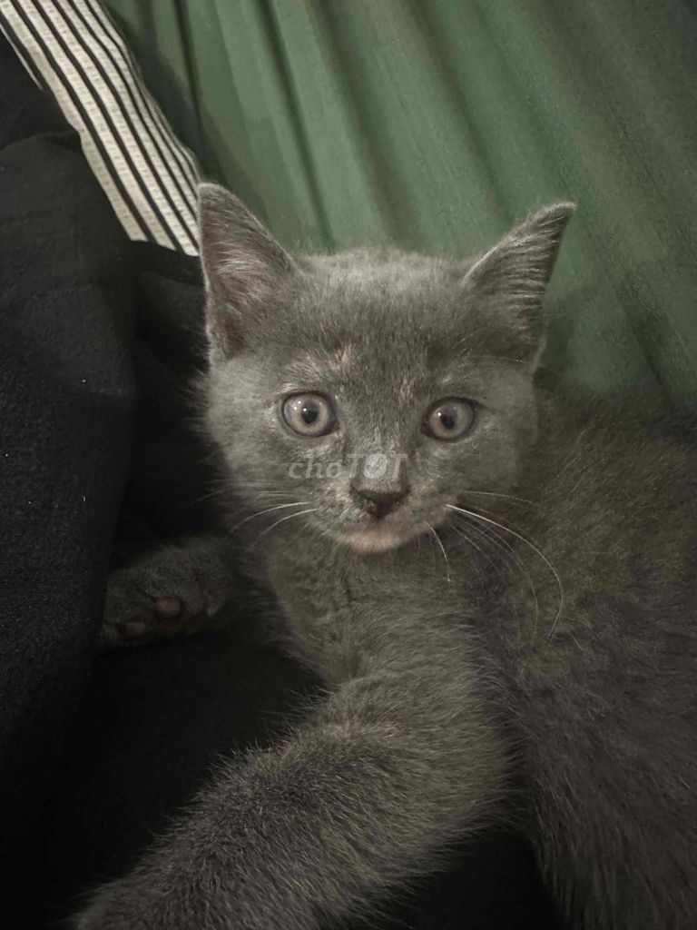Mèo Anh lông ngắn Xám thuần chủng. Mua bán Mèo tại Thành phố Thủ Dầu Một Bình Dương được đăng bởi Nhi Le hình 1