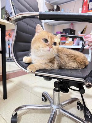 bé golden đực cần tìn sen mới