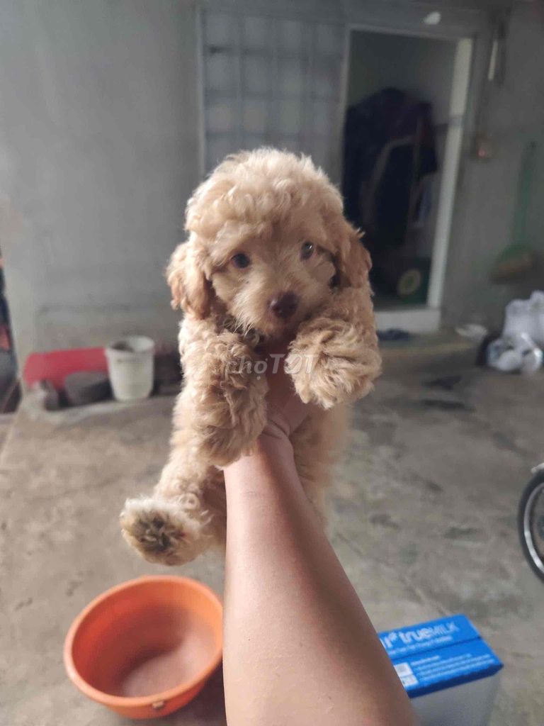Chó Poodle đực. Mua bán Chó tại Thị xã Phú Mỹ Bà Rịa - Vũng Tàu được đăng bởi Huy Phan hình 1