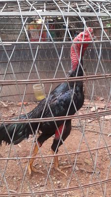 Gà chọi trống 10 tháng 3.0kg