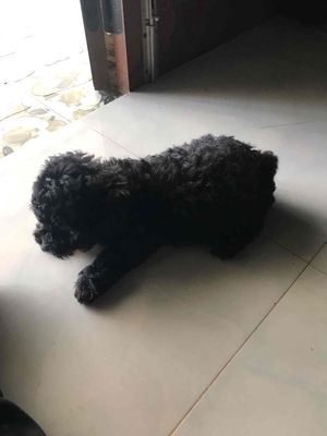 chó foddle