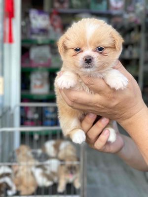 Chó Nhật baby  vàng siêu dễ thương