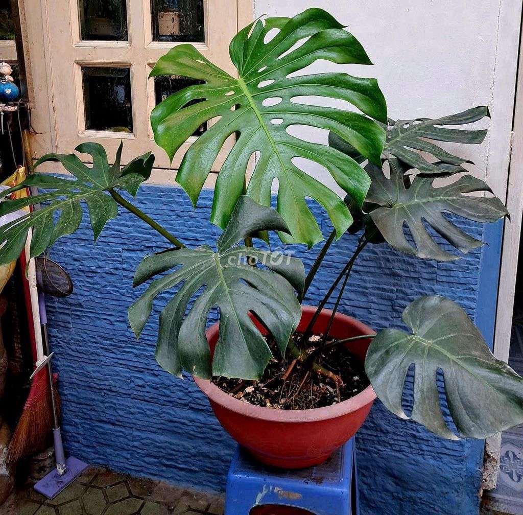 Cây cảnh Trầu bà Nam Mỹ Lá to. Mua bán Cây cảnh, đồ trang trí tại Quận 4 Tp Hồ Chí Minh được đăng bởi Khánh Ngân hình 1