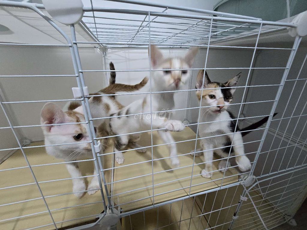Tìm nhà mới cho 3 em