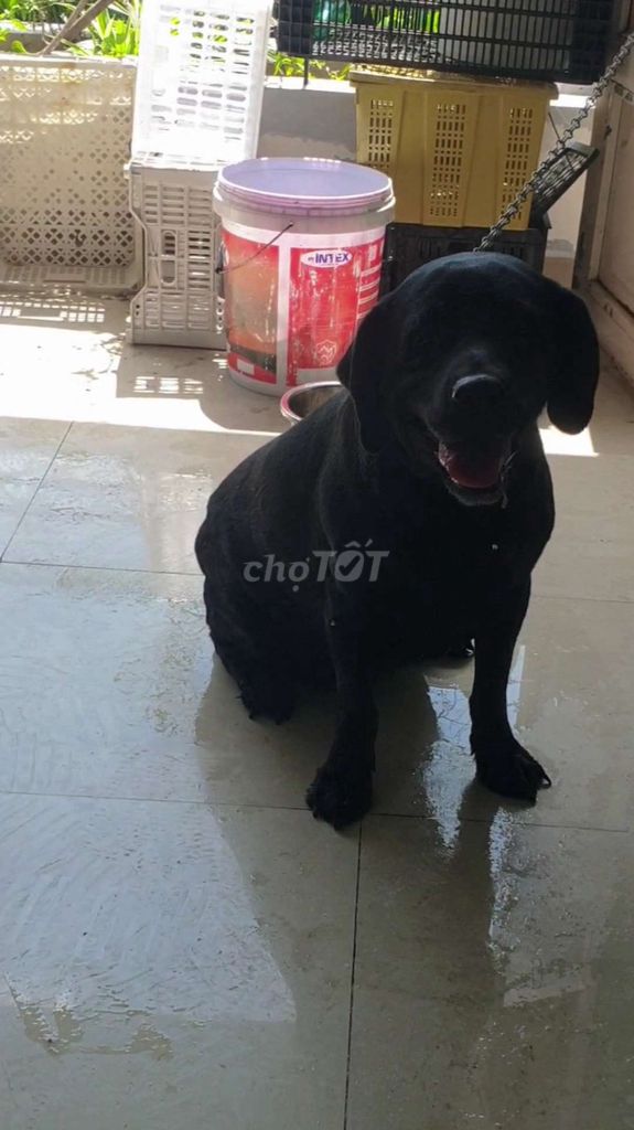 Chó Labrador thuần chủng full đen tuyền cực đẹp. Mua bán Chó tại Quận Tân Bình Tp Hồ Chí Minh được đăng bởi Linh Lan hình 1
