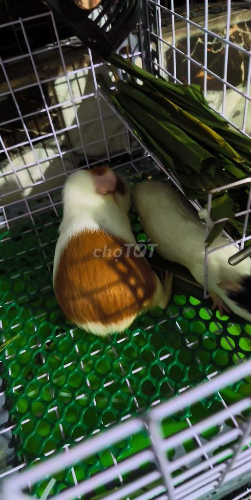 Chuột lang Trắng Nâu Đen. Mua bán Thú cưng khác tại Huyện Trảng Bom Đồng Nai được đăng bởi trọng phúc hình 1