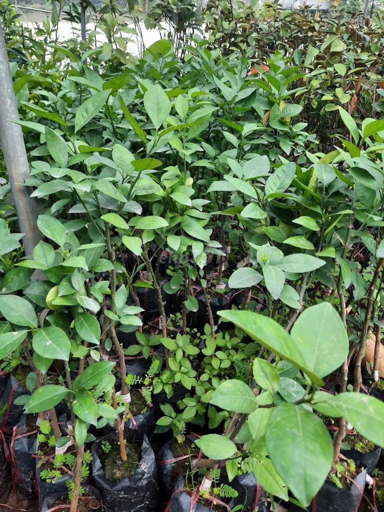 Cây ăn quả Cam xoàn . Mua bán Đồ chuyên dụng, Giống nuôi trồng tại Huyện Gia Lâm Hà Nội được đăng bởi Hoàng thị muôn hình 1