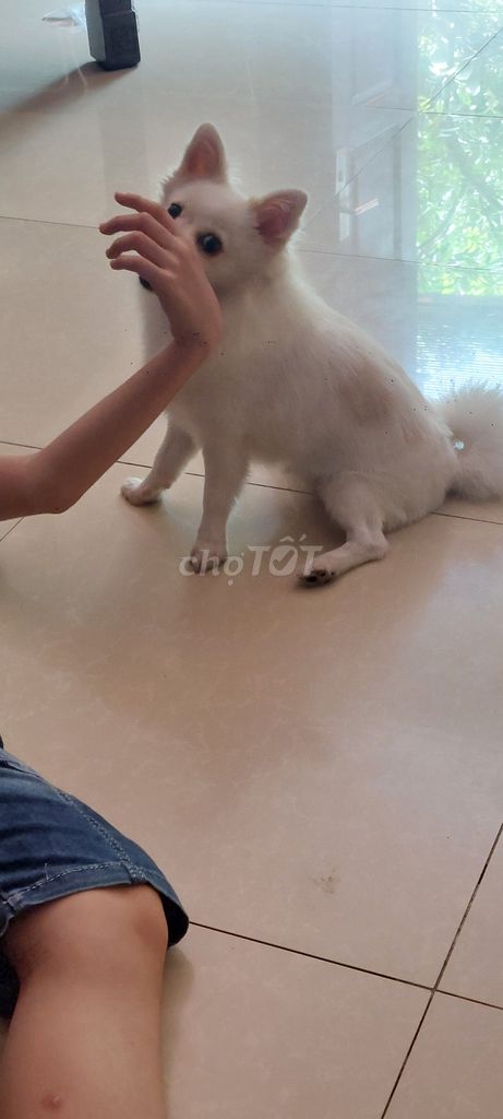 Chó Phốc Sóc trắng, hơn 1 năm tuổi,Cân nặng 3,5 kg. Mua bán Chó tại Quận Long Biên Hà Nội được đăng bởi 352 nvc hình 3