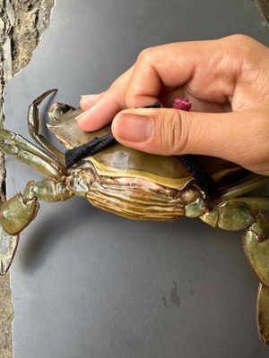 cua rạch full đèn. Mua bán Đồ ăn, thực phẩm và các loại khác tại Quận Bình Thạnh Tp Hồ Chí Minh được đăng bởi Ngọc Như