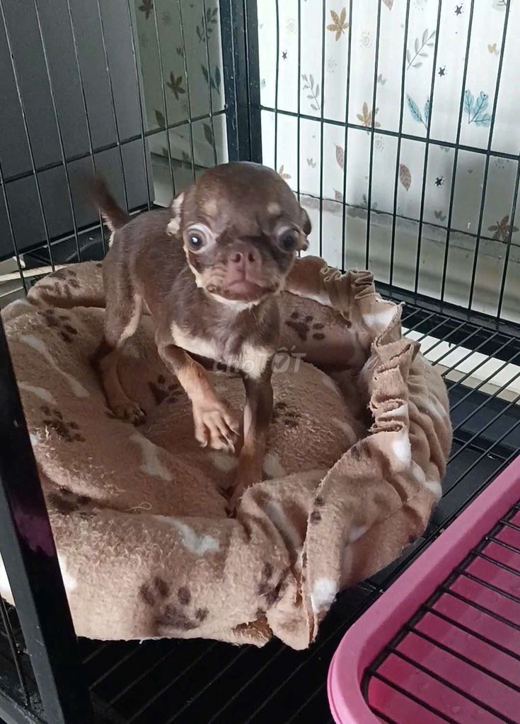 Chó Chihuahua Cái Nâu socola 5 tháng. Mua bán Chó tại Huyện Tân Hiệp Kiên Giang được đăng bởi Thúy Ngà hình 1