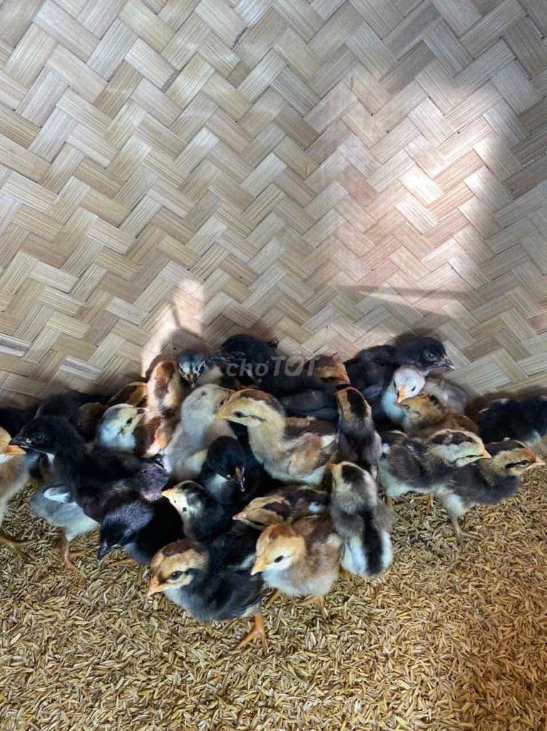 Gà ô tía trân xanh 1 tuần tuổi. Mua bán Gà tại Huyện Phúc Thọ Hà Nội được đăng bởi Huấn cao hình 1