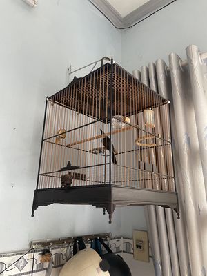 lồng mun size 37. Mua bán Phụ kiện, Thức ăn, Dịch vụ tại Quận Bình Thạnh Tp Hồ Chí Minh được đăng bởi Nguyen Thanh Tú