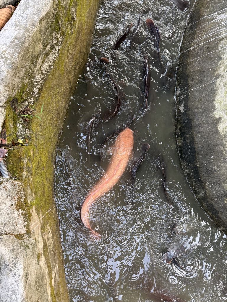 Cá trê vàng 1 cặp 5kg/con. Mua bán Thú cưng khác tại Huyện Nhơn Trạch Đồng Nai được đăng bởi Quý Lê hình 1