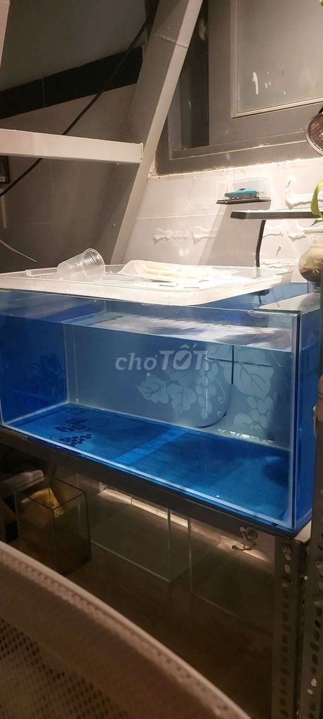 bể cá, hồ cá nghỉ chơi. Mua bán Thú cưng khác tại Quận Tân Bình Tp Hồ Chí Minh được đăng bởi Bbii hình 1