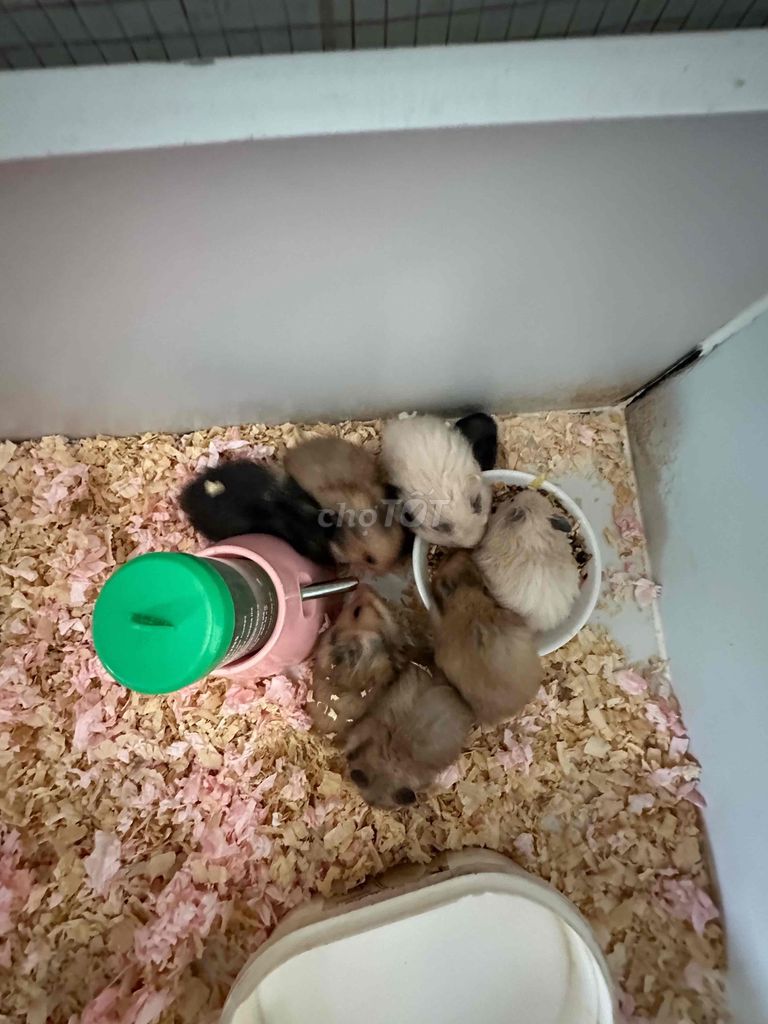 bear xù. Mua bán Thú cưng khác tại Quận 8 Tp Hồ Chí Minh được đăng bởi khoai hametr hình 6