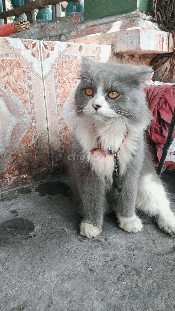 Mèo đực Xám trắng mới lớn. Mua bán Mèo tại Huyện Củ Chi Tp Hồ Chí Minh được đăng bởi Đat hình 1