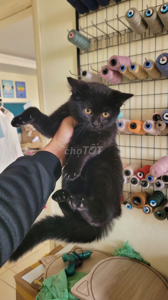 Mèo Anh lông ngắn đực 4 tháng  Có fix. Mua bán Mèo tại Huyện Đan Phượng Hà Nội được đăng bởi Dương Hoàng hình 1