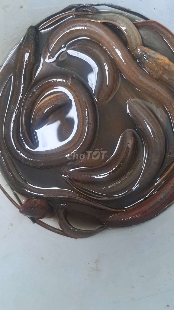 Lươn đồng 2kg Tươi ngon. Mua bán Đồ ăn, thực phẩm và các loại khác tại Huyện Trảng Bom Đồng Nai được đăng bởi NẤM MỐI VÀ SẢN VẬT THIÊN NHIÊN hình 1