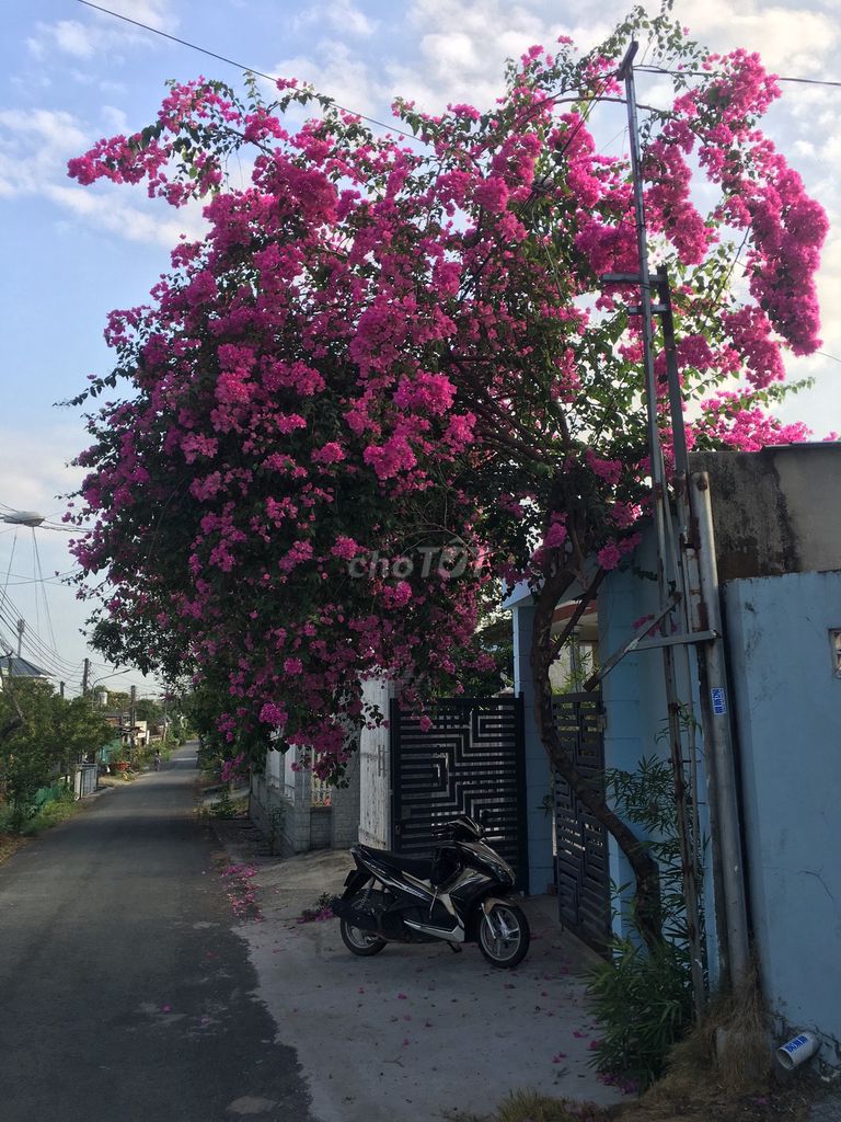 402m2 Nhà Tp Thủ Dầu Một, nhựa 6m gần KDL Đại Nam chưa tới 9tr/m2