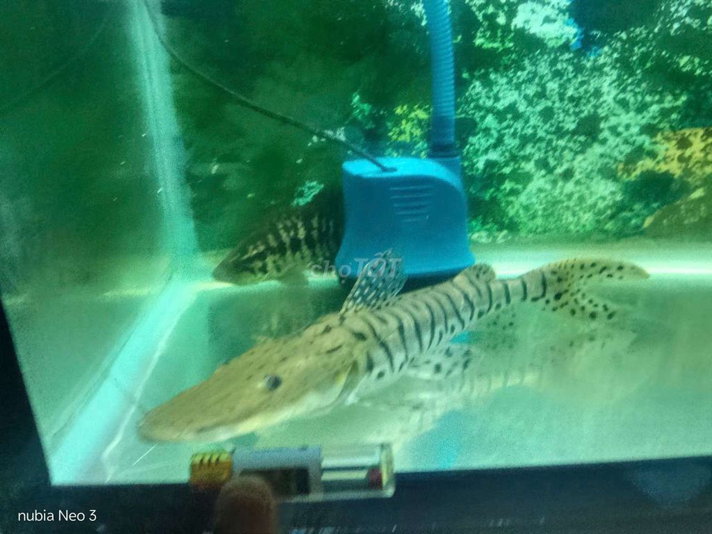 Cá cảnh Trê Cọp. Mua bán Thú cưng khác tại Thành phố Dĩ An Bình Dương được đăng bởi minh nhut hình 1