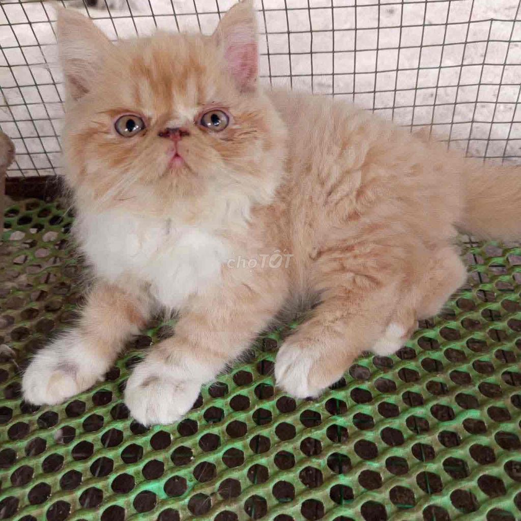 Mèo Anh lông dài Vàng kem đã sổ giun. Mua bán Mèo tại Thành phố Buôn Ma Thuột Đắk Lắk được đăng bởi Lê Khôi hình 1