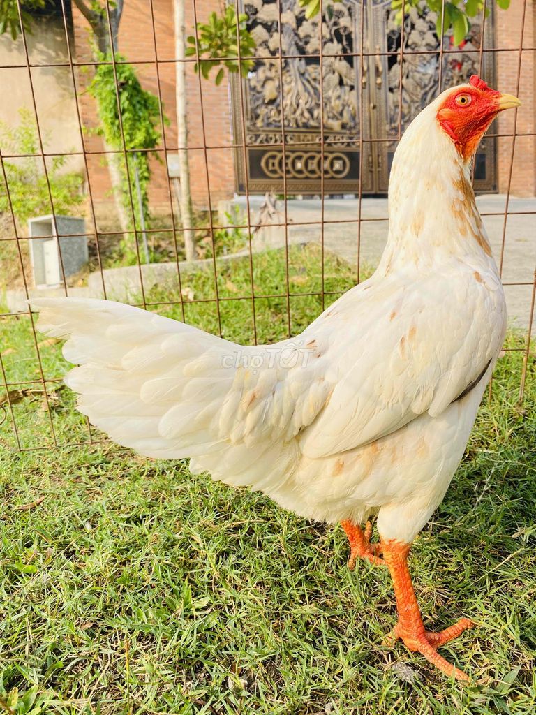 Bứơm Asil/Mỹ 2,1kg tơ. Mua bán Gà tại Thành phố Biên Hòa Đồng Nai được đăng bởi Đinh Hoàng Nam hình 1