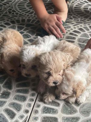 Chó Poodle lai nhiều màu