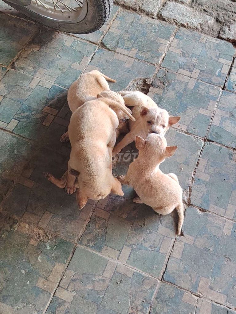 Chó cỏ cần cho tại Phan Thiết. Mua bán Chó tại Huyện Hàm Thuận Bắc Bình Thuận được đăng bởi October hình 1