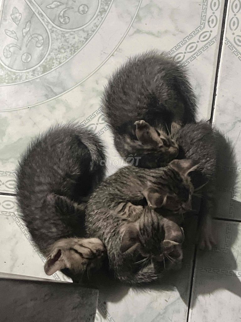 cho tặng mèo con cute. Mua bán Mèo tại Huyện Củ Chi Tp Hồ Chí Minh được đăng bởi Mỹ Tâm hình 1