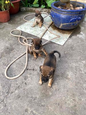 Chó con 1 tháng tuổi