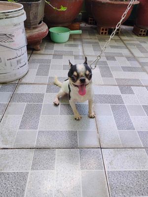 Chó Chihuahua Thuần chủng đực 12 tháng