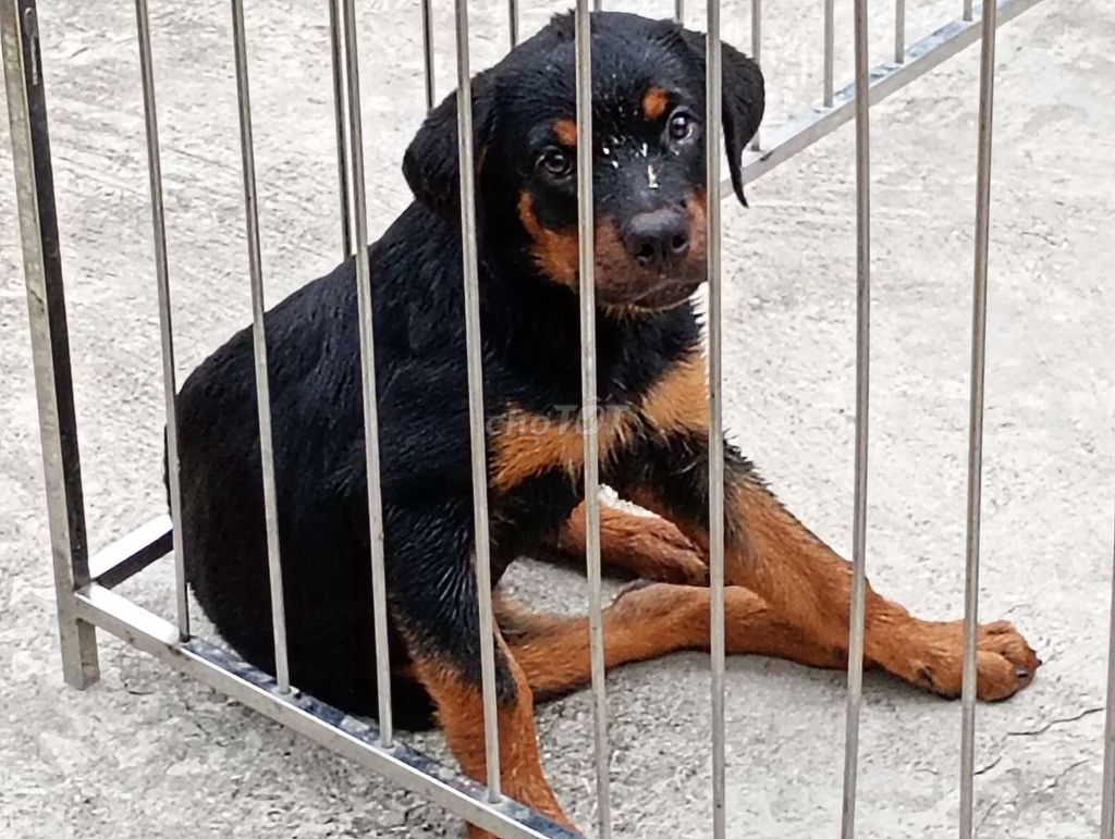 Chó Rottweiler Đen vàng 7-8kg. Mua bán Chó tại Thành phố Phú Quốc Kiên Giang được đăng bởi Nhân Rottweiler  hình 1