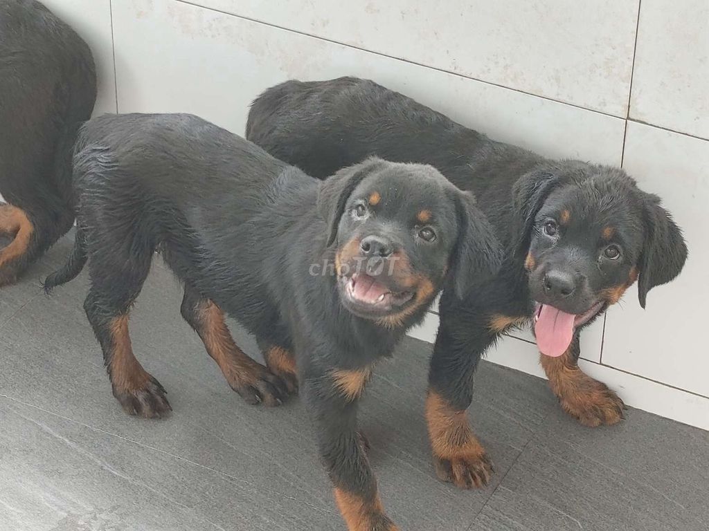 Rottweiler.Thuần.Q12. Mua bán Chó tại Quận 12 Tp Hồ Chí Minh được đăng bởi Nhân Rottweiler  hình 2