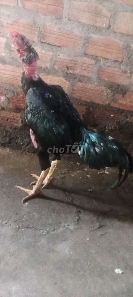 Gà ô chân vàng. Mua bán Gà tại Huyện Buôn Đôn Đắk Lắk được đăng bởi Việt  hình 1