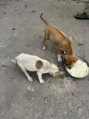 Chó Phú Quốc mới đẻ Huyền đề