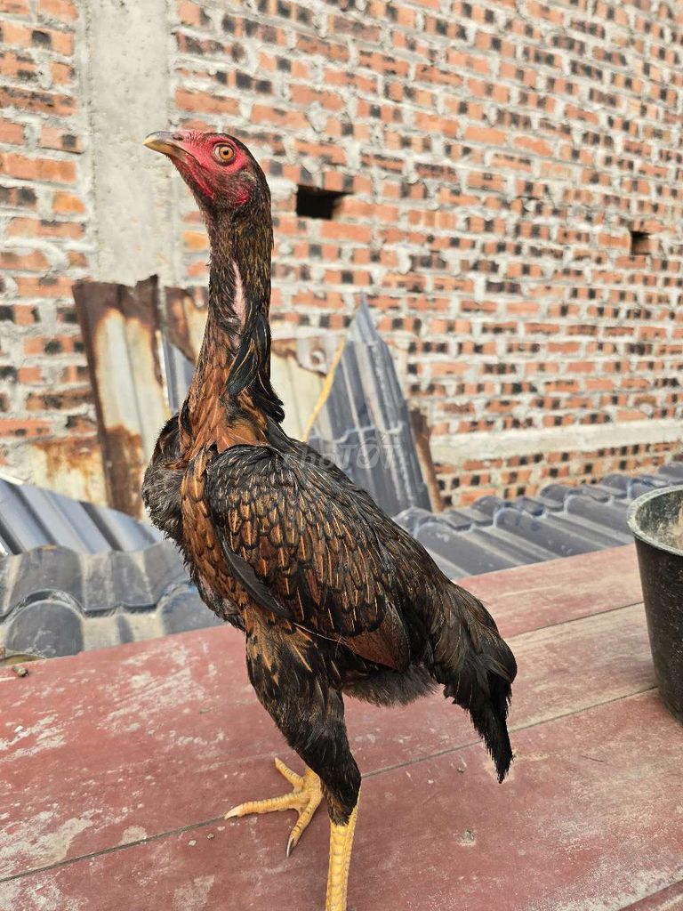 Gà nòi mái. Mua bán Gà tại Huyện Sóc Sơn Hà Nội được đăng bởi công đô hình 1