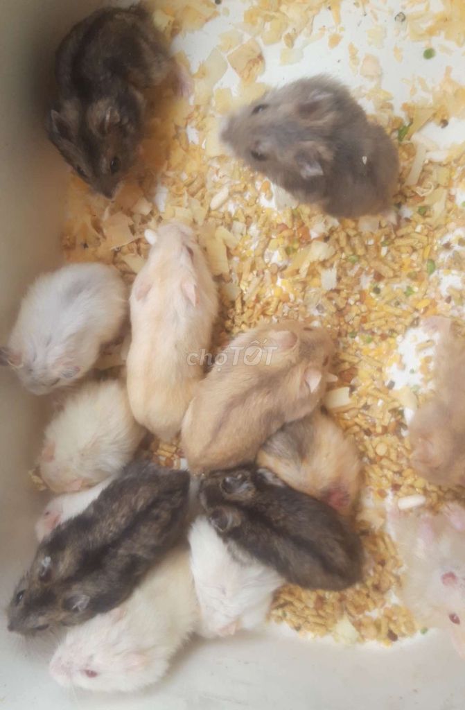 Hamster ww baby