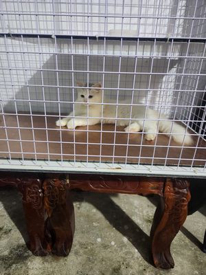 Mèo Anh lông trắng cần tìm người yêu thương em nó