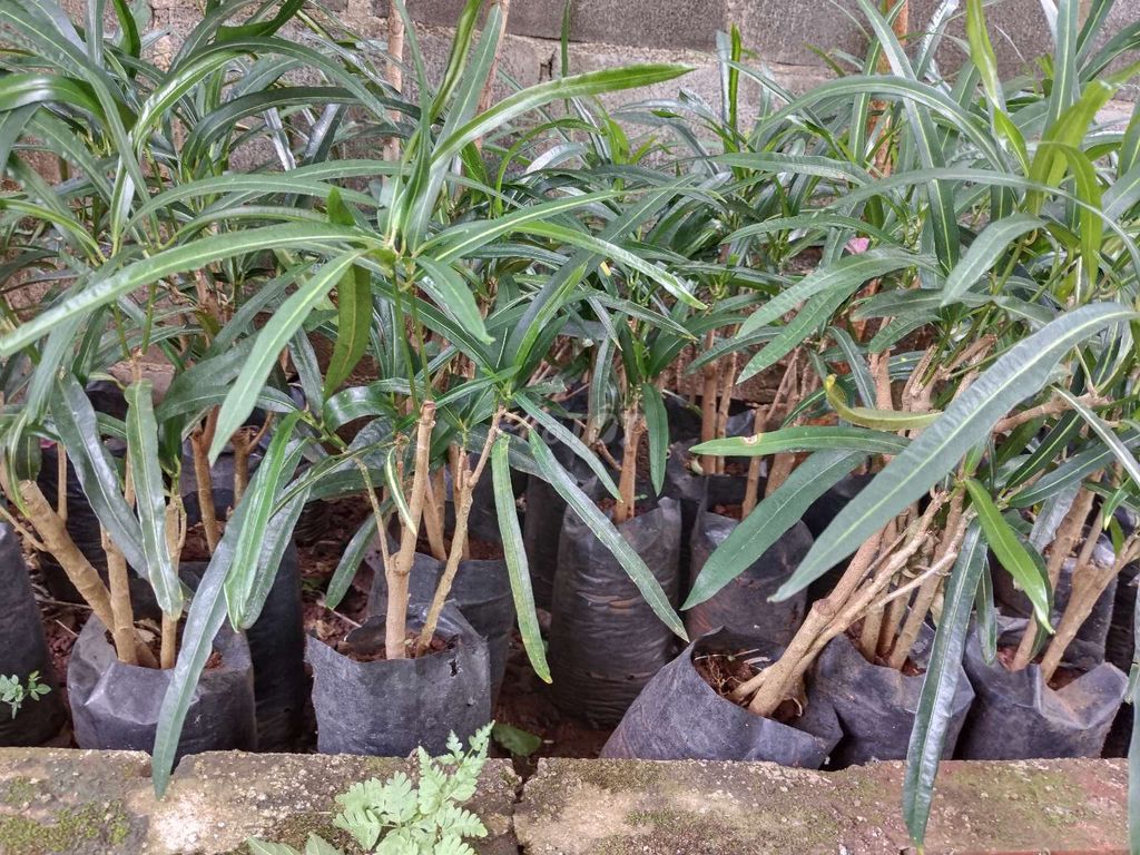 Cây vàng anh lá dài. Mua bán Cây cảnh, đồ trang trí tại Thành phố Buôn Ma Thuột Đắk Lắk được đăng bởi Việt Mỹ hình 1