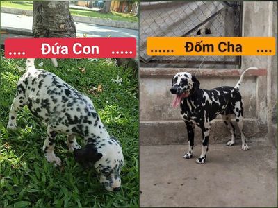 Chó Đốm Con -lớn lên giống Đốm Cha - Đen hết người. Mua bán Chó tại Huyện Củ Chi Tp Hồ Chí Minh được đăng bởi Nguyễn Huy