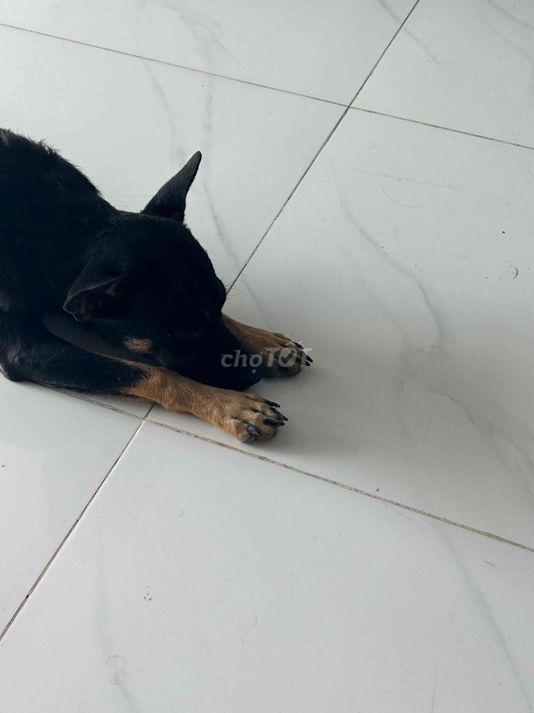 chó màu đen 9 tháng cỏ lai nhật. Mua bán Chó tại Huyện Nhơn Trạch Đồng Nai được đăng bởi Gia An hình 1