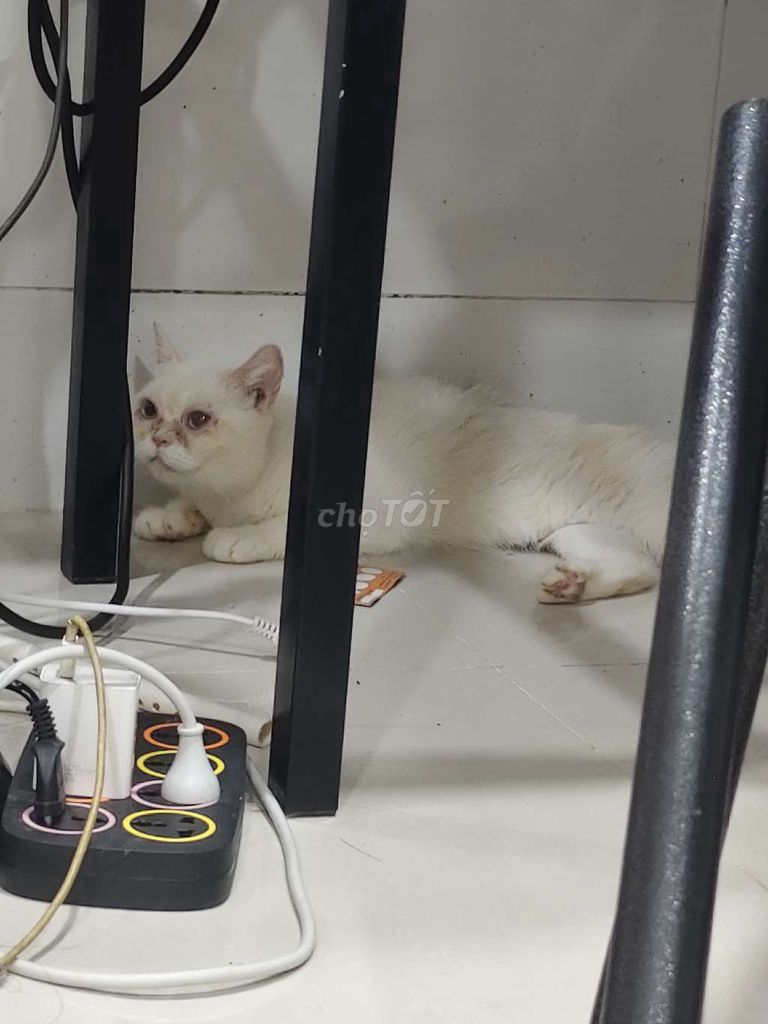 Mèo Ba Tư lông ngắn cái. Mua bán Mèo tại Thành phố Thủ Đức Tp Hồ Chí Minh được đăng bởi Nguyễn Nhật Linh hình 1