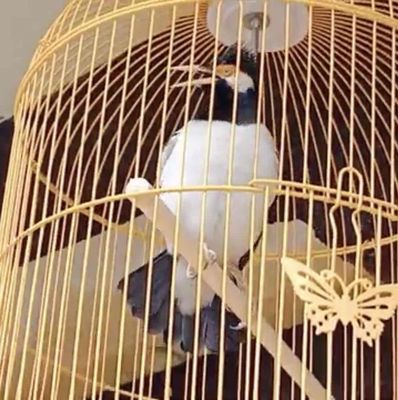 chim sáo ấn độ. Mua bán Chim tại Quận 12 Tp Hồ Chí Minh được đăng bởi MINH MEO