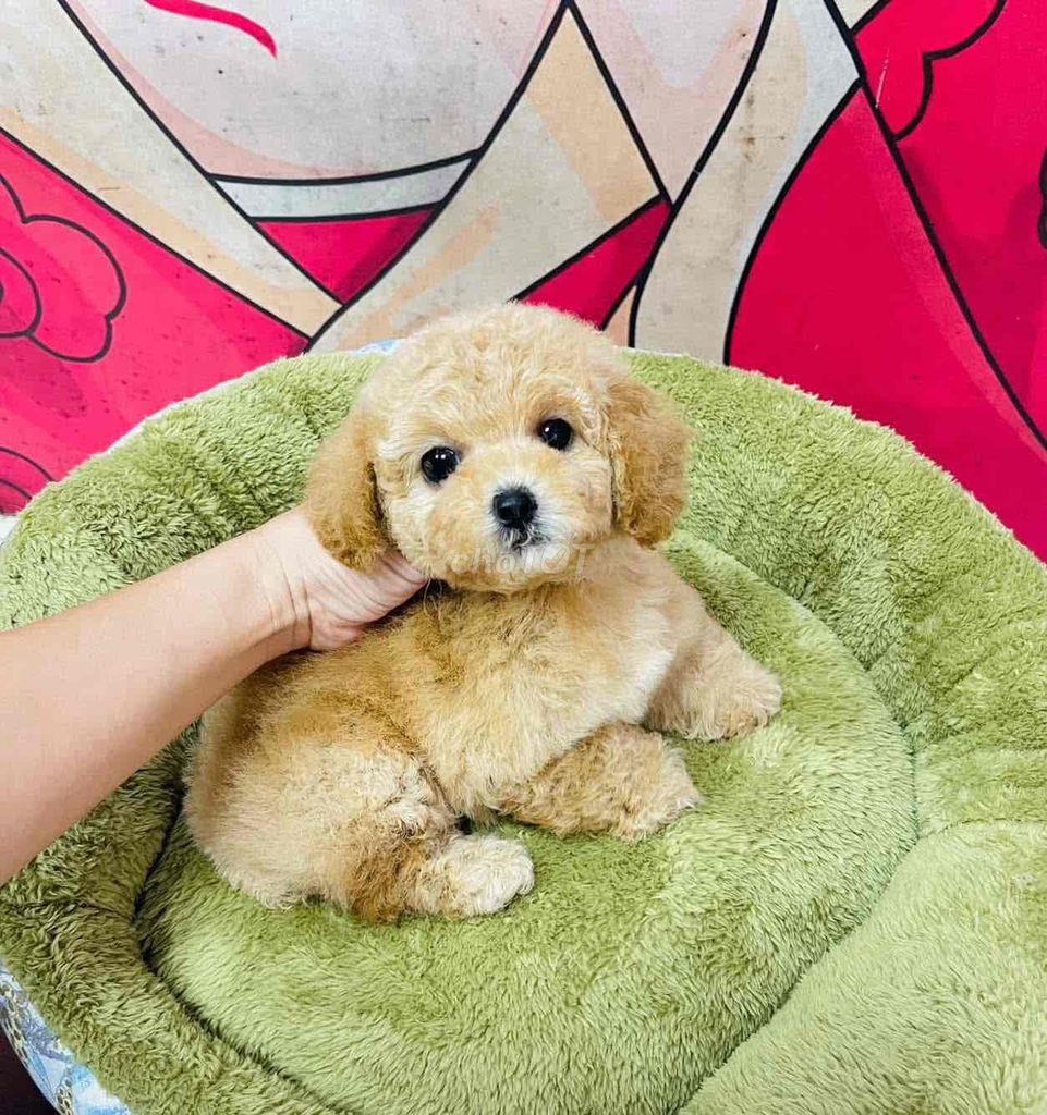 Chó Poodle Nâu vàng đã tiêm phòng. Mua bán Chó tại Thành phố Mỹ Tho Tiền Giang được đăng bởi Nguyễn Thị Huỳnh Mai hình 1