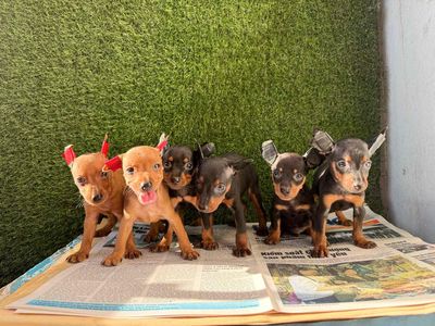 Chó Phốc hươu đủ màu sắc