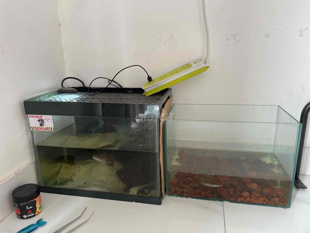 Cá phượng hoàng đất Trung bình Đa sắc. Mua bán Thú cưng khác tại Quận 12 Tp Hồ Chí Minh được đăng bởi Thành Long hình 1