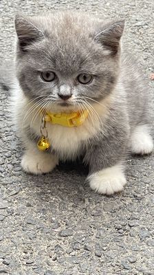 Mèo Anh lông ngắn đực 2 tháng