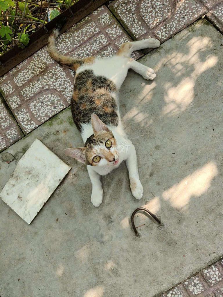 Mèo Tam thể cái. Mua bán Mèo tại Thành phố Thủ Dầu Một Bình Dương được đăng bởi Tuyet Nhi hình 1