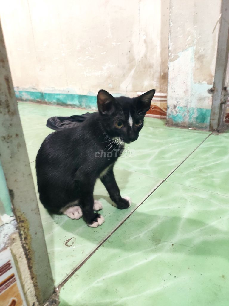 Mèo ta cái 4 tháng tuổi. Mua bán Mèo tại Huyện Hóc Môn Tp Hồ Chí Minh được đăng bởi Tên chưa cung cấp hình 1